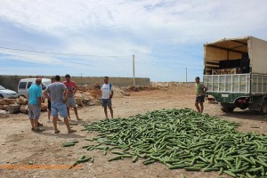 Agricultura Viva en Acción. Retirada de pepino en El Ejido, Almería