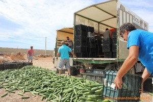 Agricultura Viva en Acción. Retirada de pepino en El Ejido, Almería