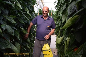 Gracián Manzano, agricultor almeriense de El Ejido, en un invernadero de la variedad de pimiento rojo, Amavisca, de HM Clause.