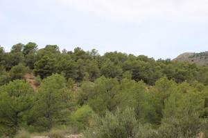 Pinares de Sierra Espuña, Murcia. Viajeros blogueros por España