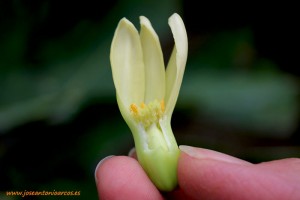 flor-de-la-papaya-hermafrodita