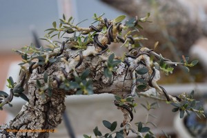 Alambrado de bonsáis