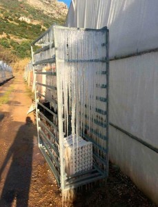 Italia. Efectos de la ola de frío sobre la agricultura Foto de invernadero de calabacín afectado por las heladas