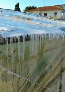 Italia. Efectos de la ola de frío sobre la agricultura Foto de invernadero de calabacín afectado por las heladas