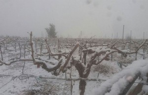 Nieve en la huerta de Murcia. Enero 2017. Parras nevadas