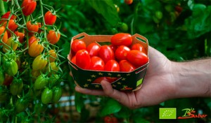 Tomate-Cherry-Angelle-Biosabor