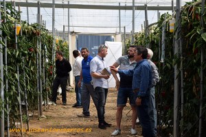 Agricultores en la jornada de pimiento california rojo de Seminis en El Ejido. Almería