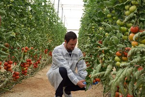 José Manuel. Técnico de Almeriplant con tomate Ventero, de Seminis.