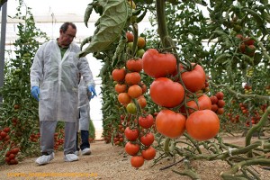 Tomates de Seminis. Jornada Ventero en Almería. Agricultura y agricultores de Monsanto Ibérica.