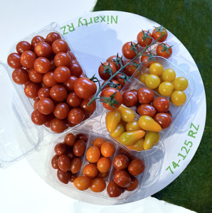 Nuevo tomate cherry de Rijk Zwaan, RZ.