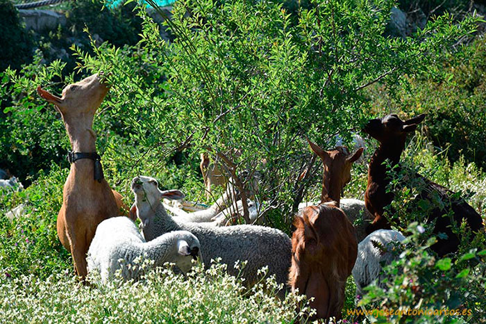 cabras y ovejas pastando en la Alpujarra de Granada Gualchos
