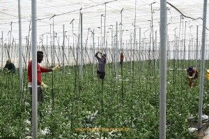 Trabajadores españoles e inmigrantes en un invernadero de tomate de Almería