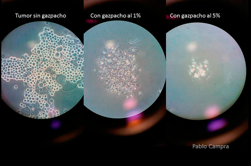 el-cultivo-inicial-de-células-cancerígenas-se-reduce-en-proporción-a-la-concentración-de-digestatos-de-gazpacho