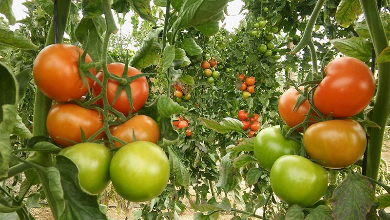 Grados Brix en los tomates de Agrinature.