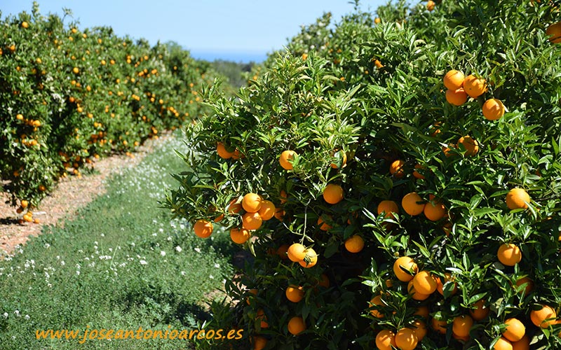 Cítricos, naranjas, mandarinas