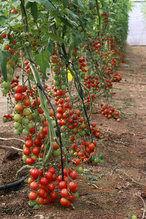 Tomate cherry Cherruty de Meridiem Seeds. /joseantonioarcos.es