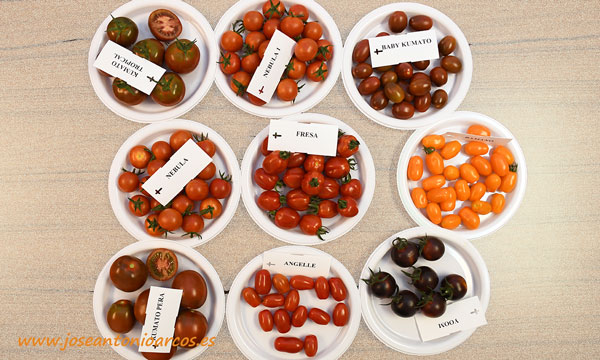 Variedades de tomate cherry y en segmento pequeño de Syngenta - joseantonioarcos.es