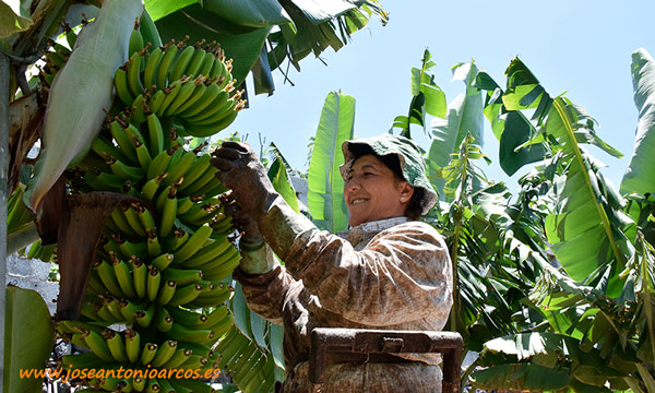María Candelaria Hernández desflorillando plátanos en Canarias. /joseantonioarcos.es