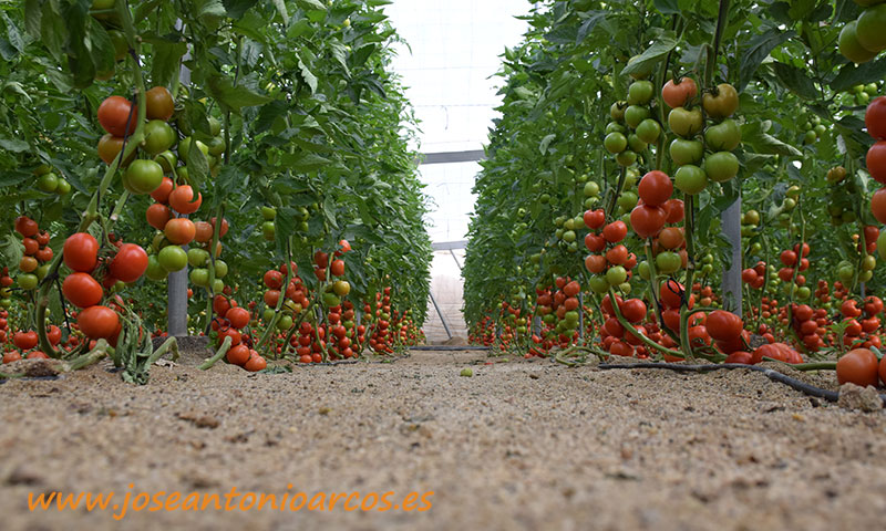 Invernaderos de tomate en Almería. /joseantonioarcos.es