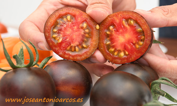 nuevo tomate de color morado, tamaño cherry cocktail de Syngenta - joseantonioarcos.es