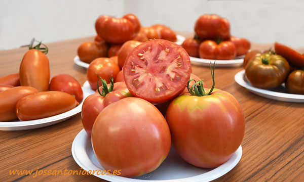 Un país de tomates llega a cada rincón de España con Syngenta -joseantonioarcos.es