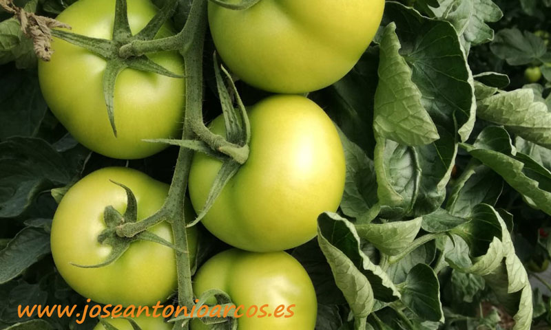 Coexphal denuncia que el contrabando y la reventa de tomate marroquí como de origen almeriense -joseantonioarcos.es