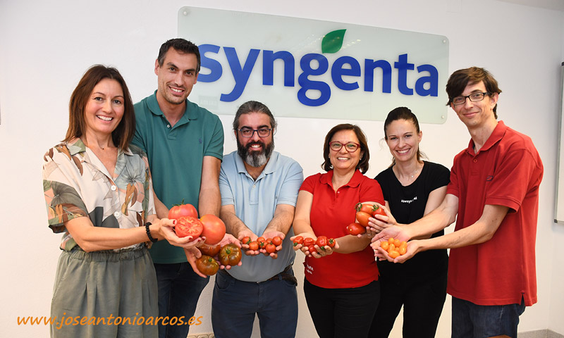 Variedades de tomate de Syngenta adaptadas a diferentes condiciones y ciclos de cultivo - joseantonioarcos.es