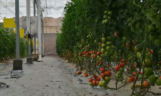 Técnicos agrícolas de Almería en China-josenatonioarcos.es