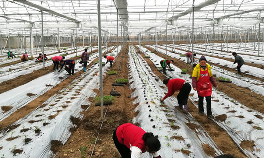 Agricultura en china coon técnicos agrícolas de Almería-joseantonioarcos.es