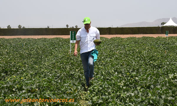 Diego Maestre con una pieza del nuevo melón mini 34-148 RZ. /joseantonioarcos.es