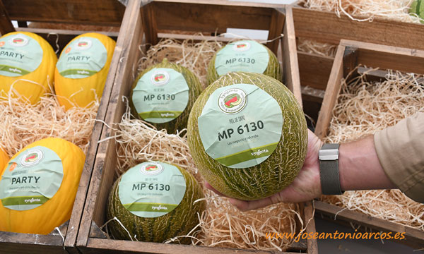 MP 6130, melón mini piel de sapo redondo. Syngenta. /joseantonioarcos.es