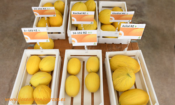 Melones amarillos de Rijk Zwaan. /joseantonioarcos.es