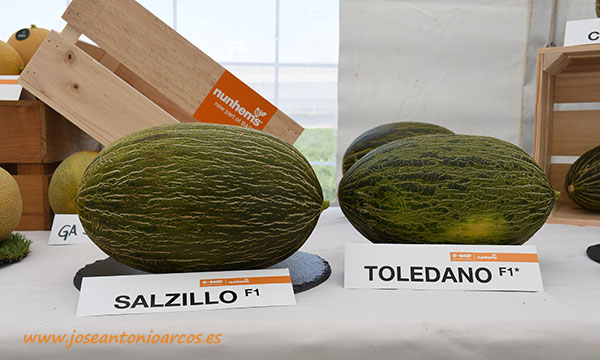 Melones piel de sapo de Nunhems. /joseantonioarcos.es