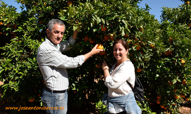 Naranjas de Anecoop en Valencia. /joseantonioarcos.es