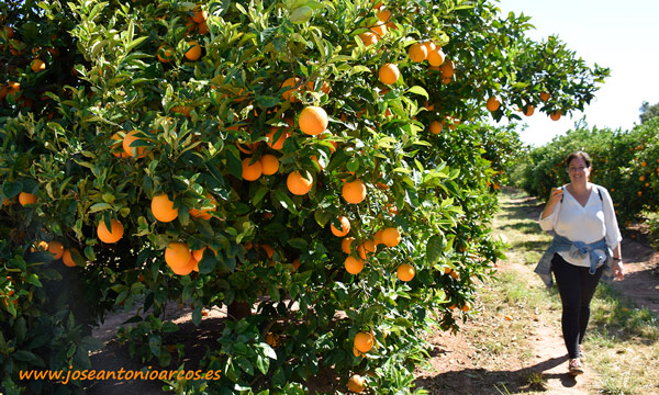 Naranjas de Anecoop en Valencia. /joseantonioarcos.es