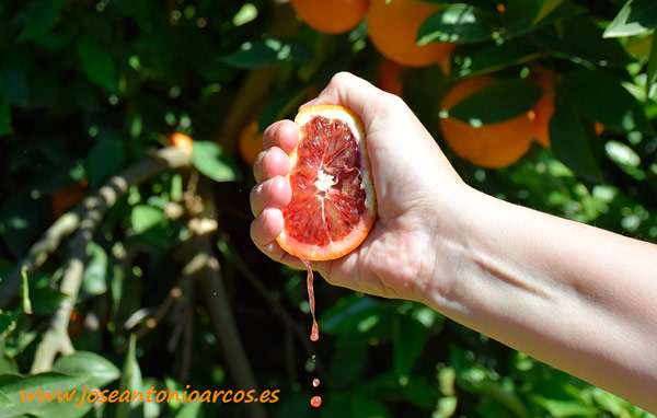 Naranjas rojas de Anecoop. /joseantonioarcos.es