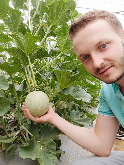 Cultivo de melón Yubari en China -joseantonioarcos.es