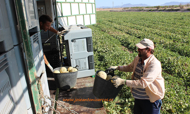 Agricultores en Murcia. /joseantonioarcos.es