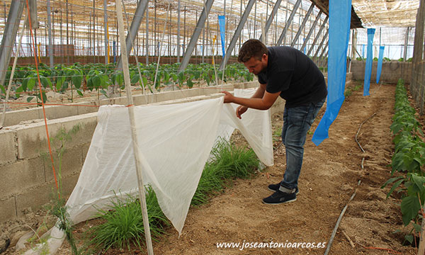 Javier Castillo muestra un búnker de plantas de cebada. Otro elemento más dentro de un modelo que favorece la entomofauna, /joseantonioarcos.es