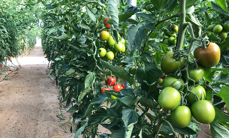 Ensayos realizados en tomate y calabacín en la finca de investigación de Tecnova avalan la eficacia de la tecnología XStress-joseantonioarcos.es