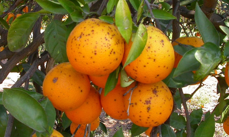 Naranjas afectadas por ‘mancha negra’. /joseantonioarcos.es