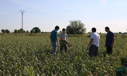 Uma empresa de Almeria, o Kimitec Group, utiliza as micorrizas como um dos principais argumentos para propor um movimento agrobiótico na agricultura-joseantonioarcos.es