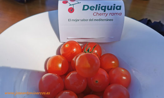 Tomate cherry Deliquia. Rijk Zwaan. /joseantonioarcos.es