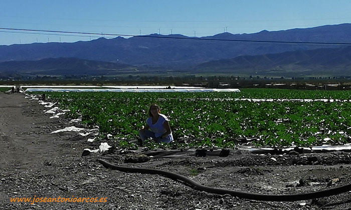 Ana Rubio en un cultivo de calabacín al aire libre en el desierto de Tabernas. /joseantonioarcos.es