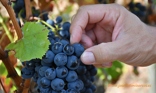 Uva que se empleará para hacer Palheto, un proceso de vinificación que une uvas tintas y blancas. /joseantonioarcos.es