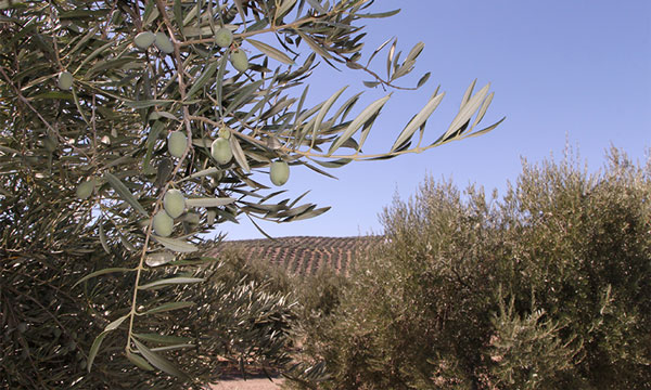 Syngenta demuestra en campo que su programa de tratamientos reduce la “vecería” del olivo 