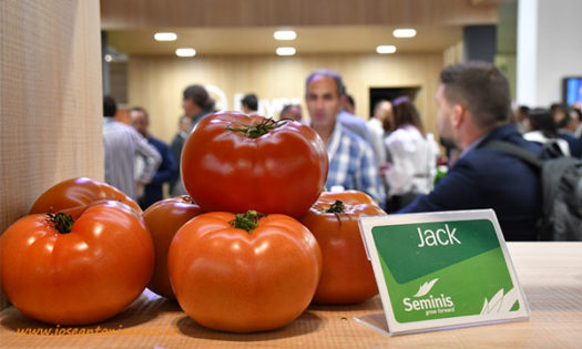 Tomate Jack de Seminis en Fruit Attraction 2019. /joseantonioarcos.es