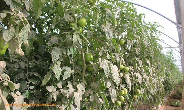 Tomate verde ensalada en invernaderos de Portugal. /joseantonioarcos.es