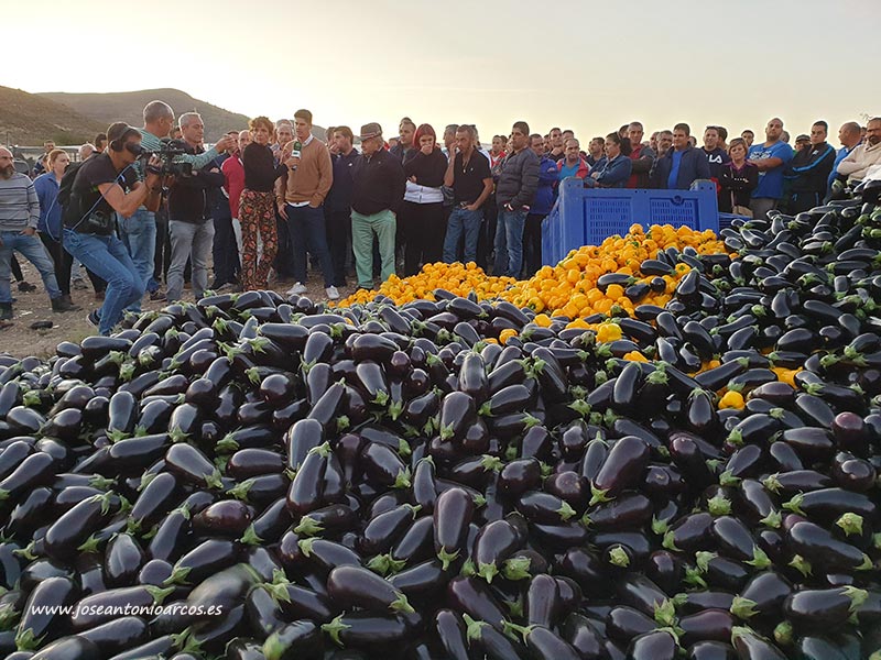 Los agricultores tiran en Dalías berenjenas y pimientos por los bajos precios. /joseantonioarcos.es