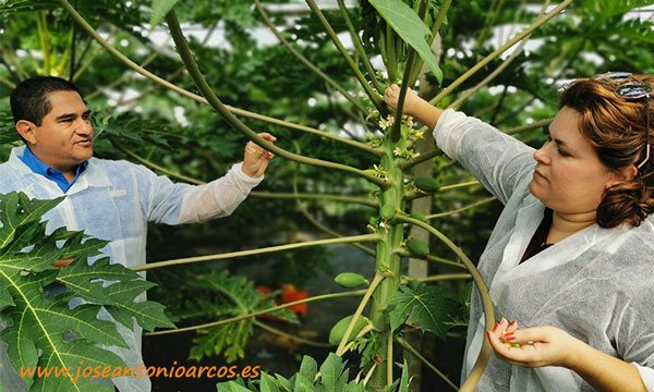 Finca de papaya de UAL-Anecoop en Almería. /joseantonioarcos.es